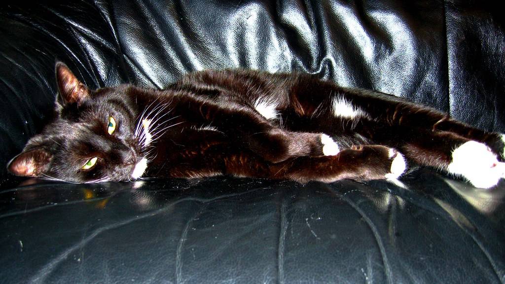 Black Cat on Black Leather Couch