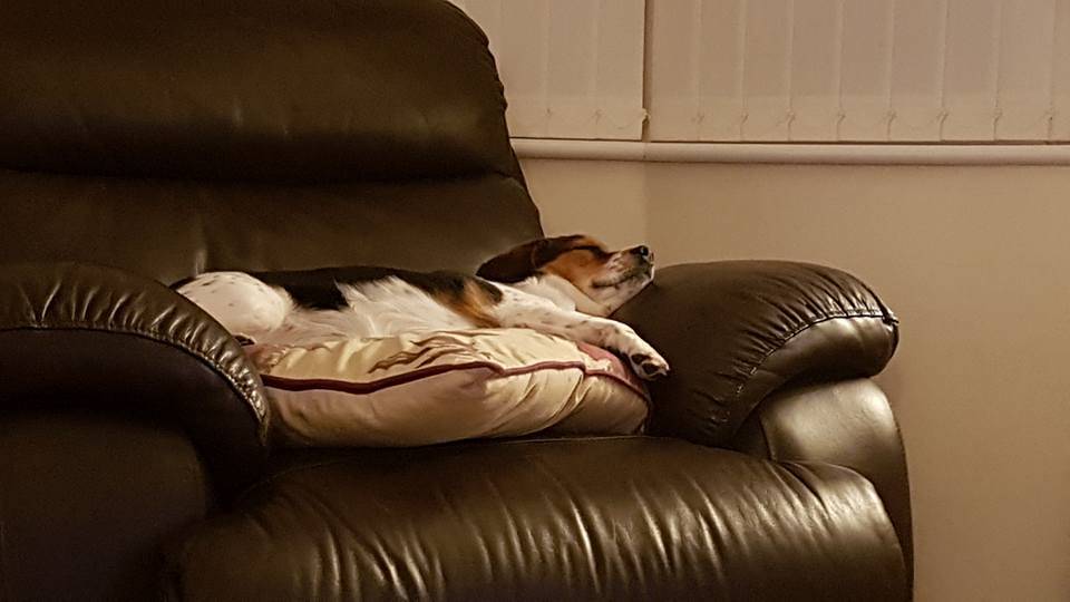 Small dog sleeping on a cushion on a leather armchair
